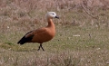 Casarca 2010 - 02